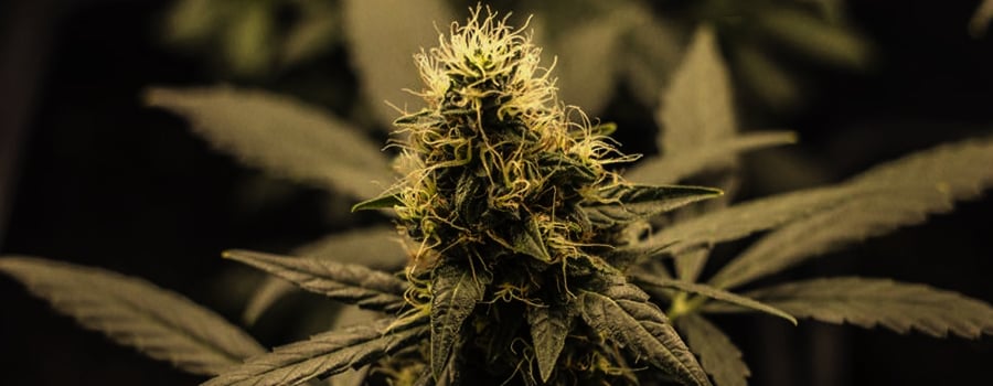 Harvesting Hemp Seeds The Wonders Of Micro Growing High Quality Cannabis In Harvesting Hemp Seeds The Wonders Of Micro Growing High Quality Cannabis In