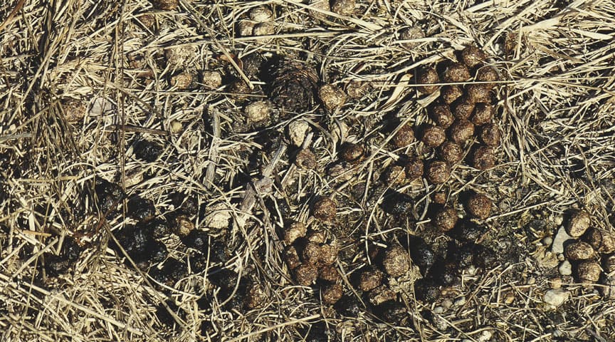 Rabbit Manure Rabbit Manure