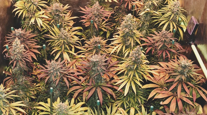 What Cannabis Colours Are There? What Cannabis Colours Are There?