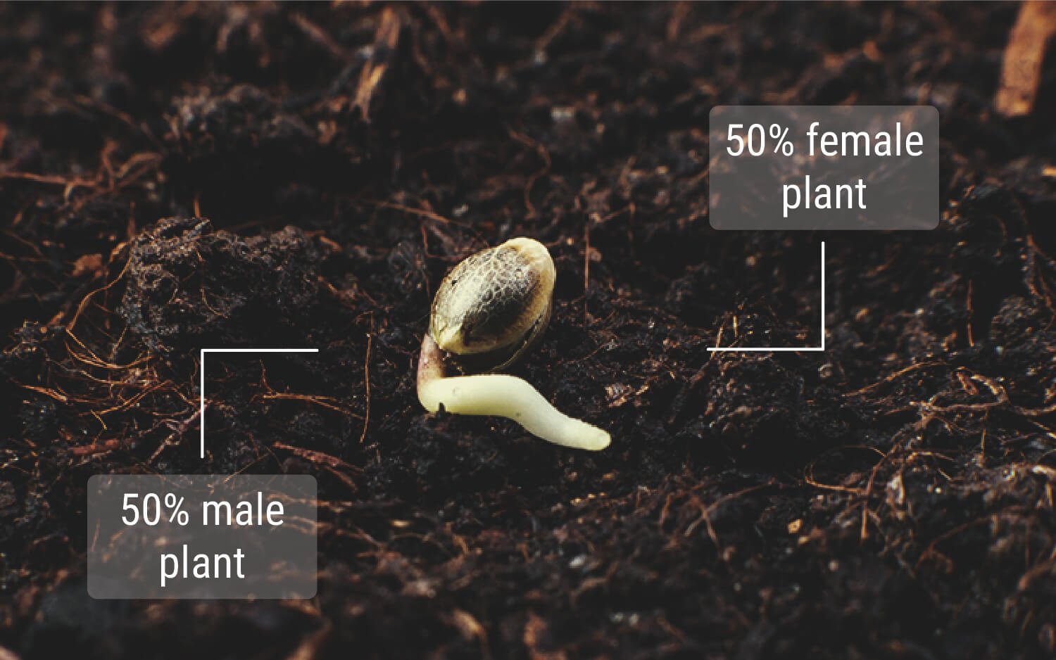 Knowledge About Regular Cannabis Seeds Knowledge About Regular Cannabis Seeds