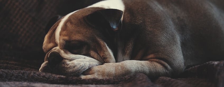 Dogs and Fireworks: Can CBD Help Chill Your Canine Out?