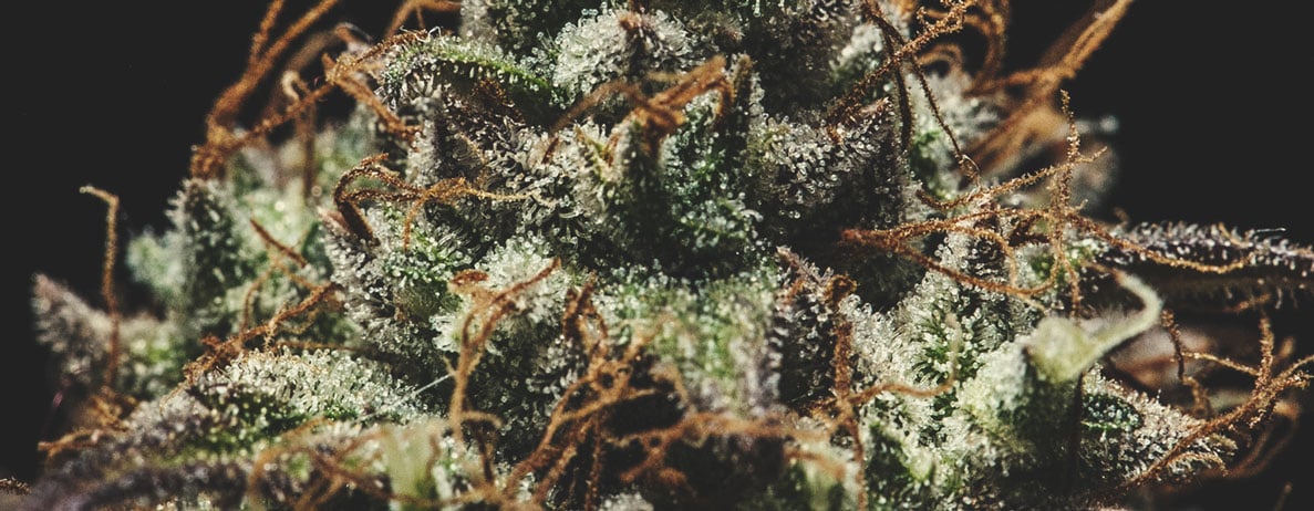What Traits Do Breeders Look For? What Traits Do Breeders Look For?