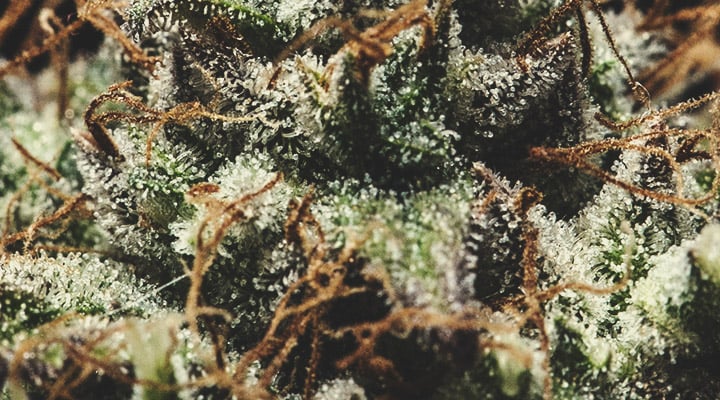 What Traits Do Breeders Look For? What Traits Do Breeders Look For?