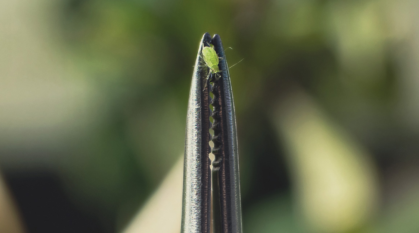 Root Aphids