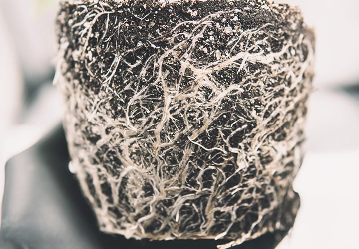 Root Health Root Helath