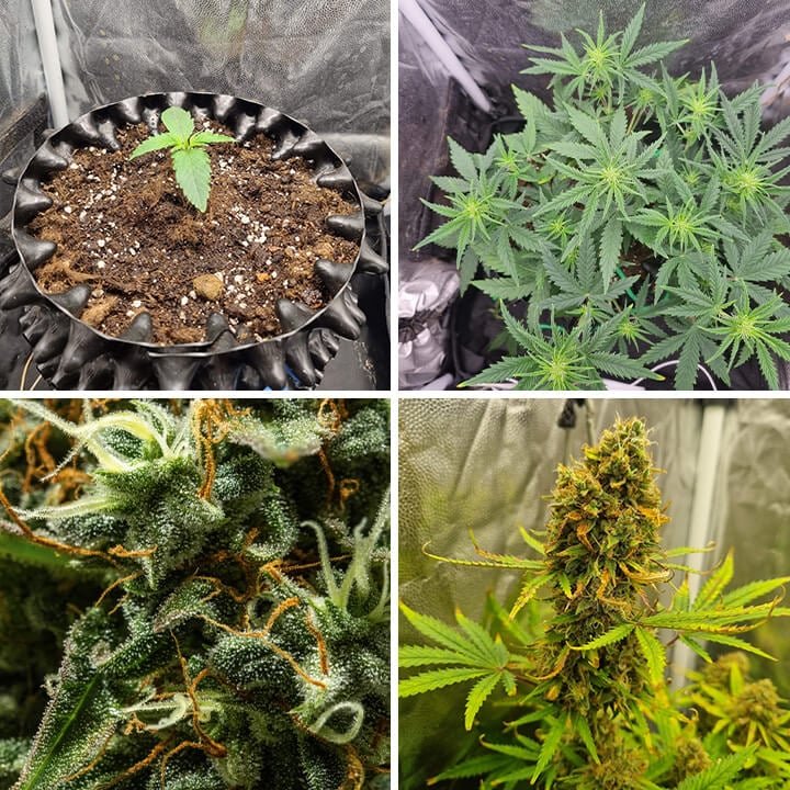 Royal Critical Auto Royal Critical Auto