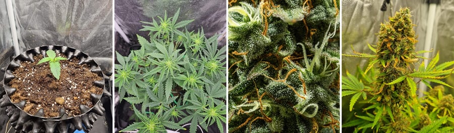 Royal Critical Auto Royal Critical Auto