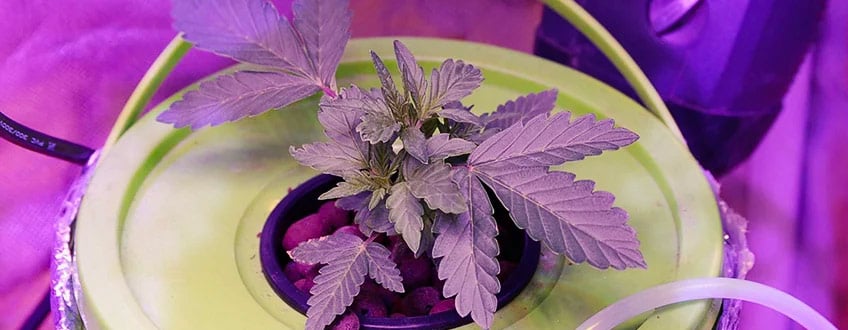 Hydroponics Cannabis Growing Guide Rqs Blog