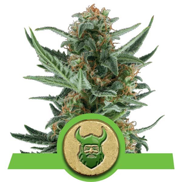 Royal Queen Seeds Royal Dwarf Cannabis Cup Winner