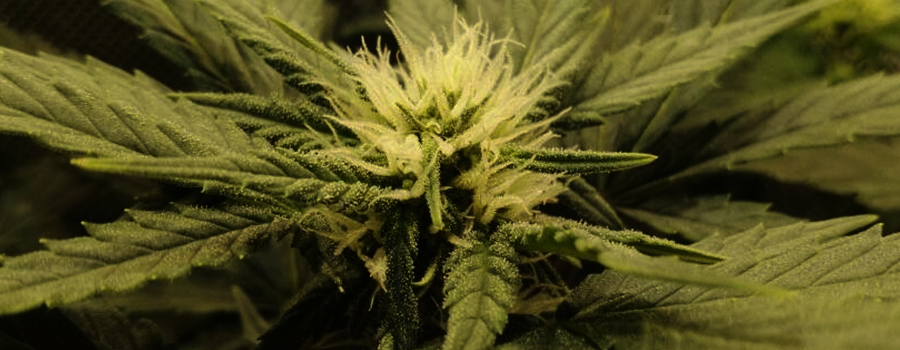 Harvesting Hemp Seeds The Wonders Of Micro Growing High Quality Cannabis In Harvesting Hemp Seeds The Wonders Of Micro Growing High Quality Cannabis In