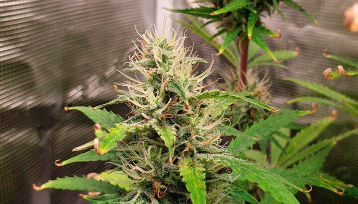 Royal Kush Auto