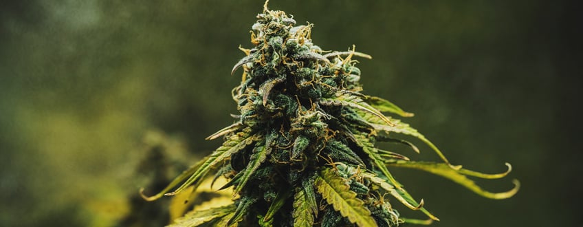 Speedrun Seeds Feminized Autoflower Seeds