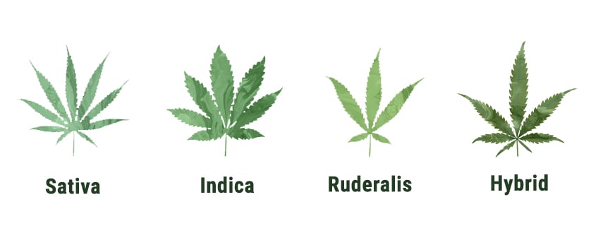 IS RUDERALIS THE SAME AS HEMP? ruderalis weed