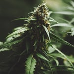 Sativa Sativas