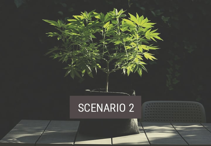 Scenario 2: How to Bring Indoor Plants Outdoors to Flower
