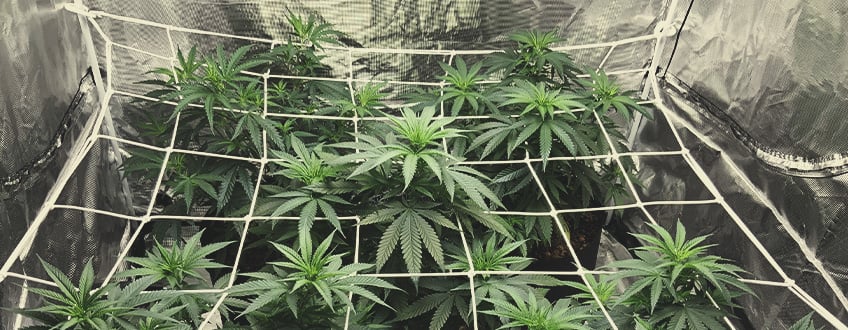 how to scrog