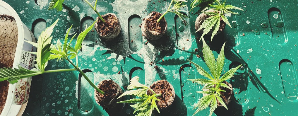 What Kinds Of Hybrid Strains Are There? What Kinds Of Hybrid Strains Are There?