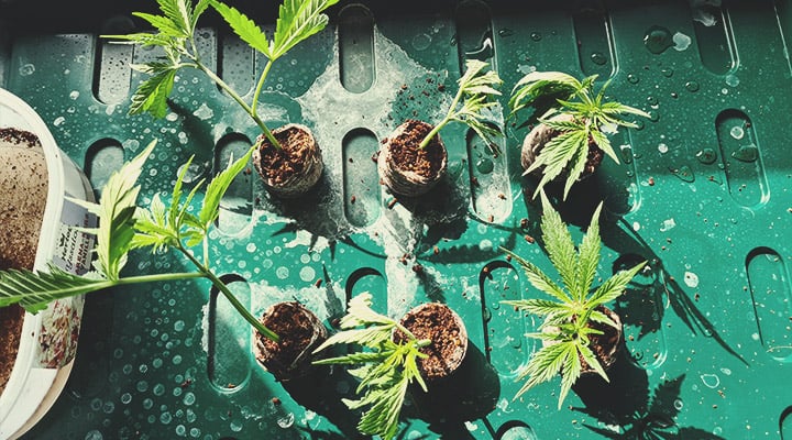 What Kinds Of Hybrid Strains Are There? What Kinds Of Hybrid Strains Are There?