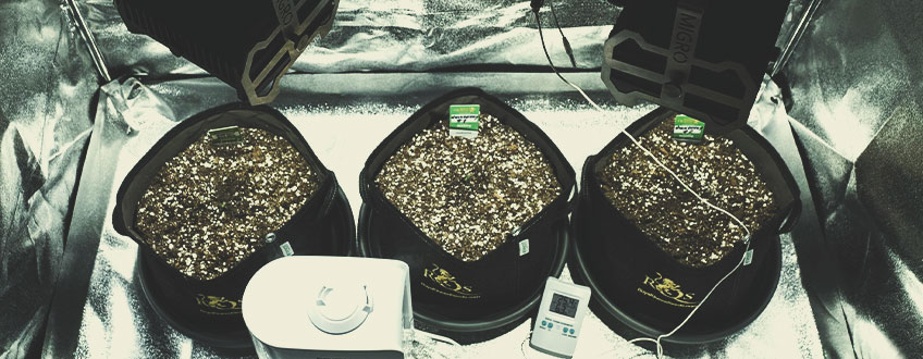THE BASICS: OPTIMISING LIGHT, TEMPERATURE, AND HUMIDITY FOR CANNABIS SEEDLINGS