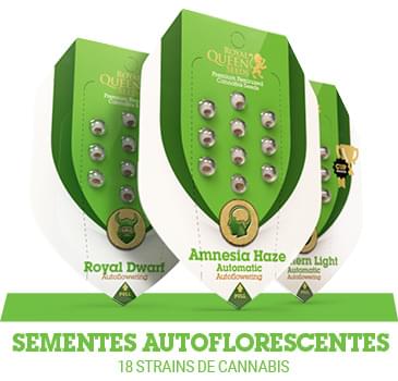 sementes-cannabis-autoflorescentes