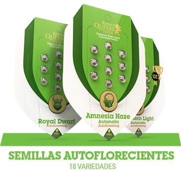 semillas-cannabis-autoflorecientes