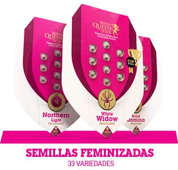 semillas-cannabis-feminizadas