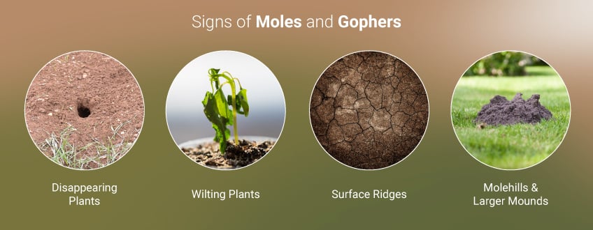 Signs of Moles and Gophers