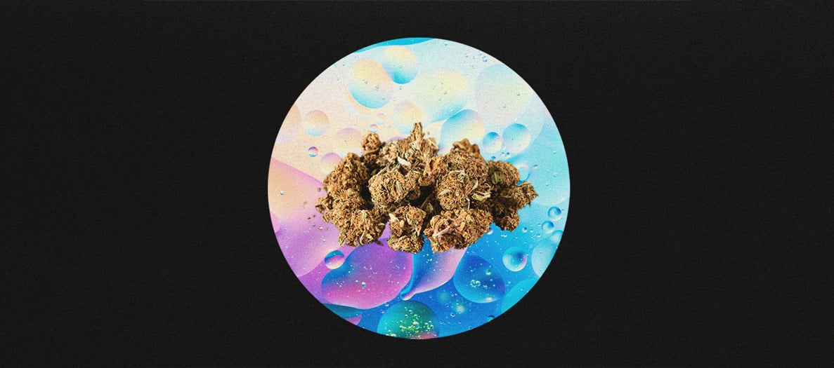 How to Grow Stronger Weed How to Grow Stronger Weed