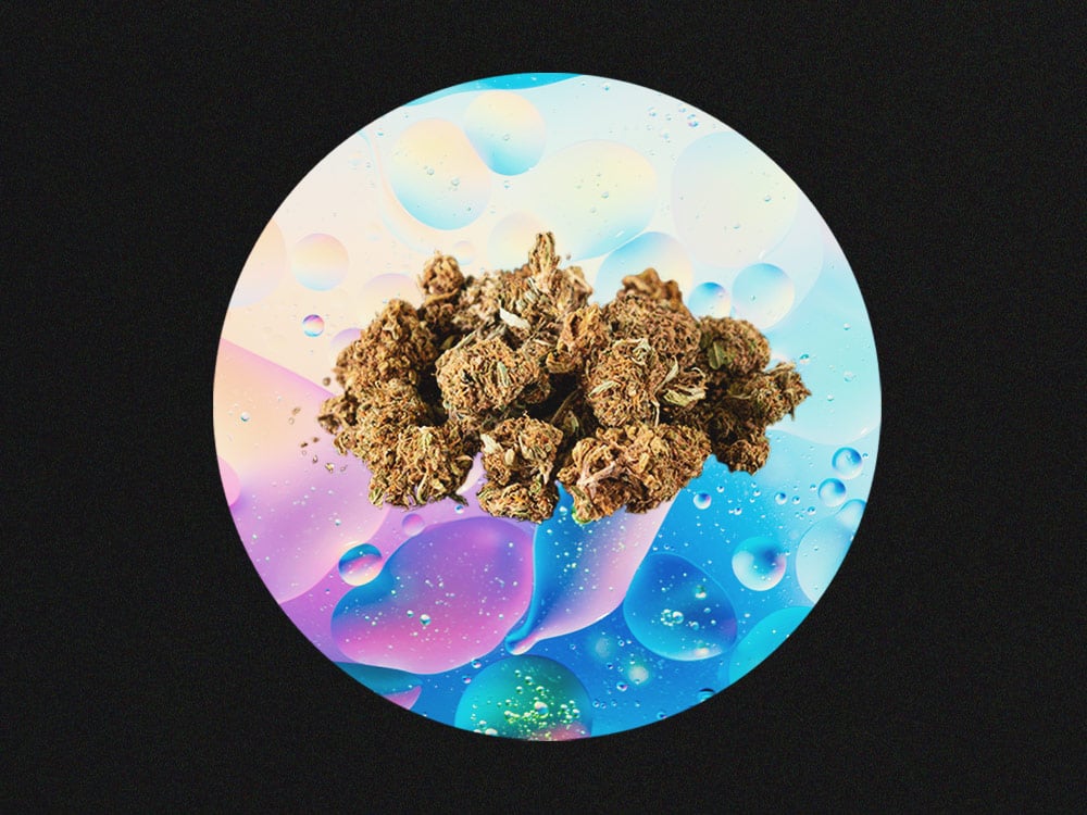 How to Grow Stronger Weed How to Grow Stronger Weed