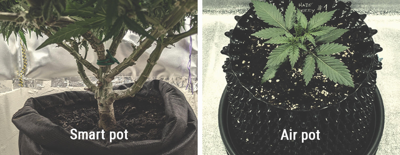 Can Air-Pots and Smart Pots Increase Cannabis Yields? - RQS Blog