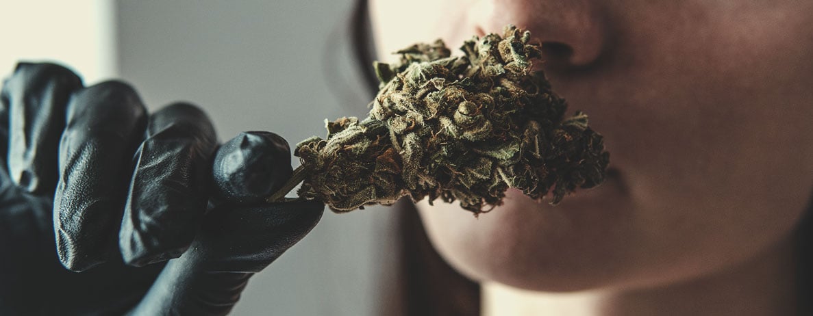 What To Look For When Tasting Weed: Physical Appearance