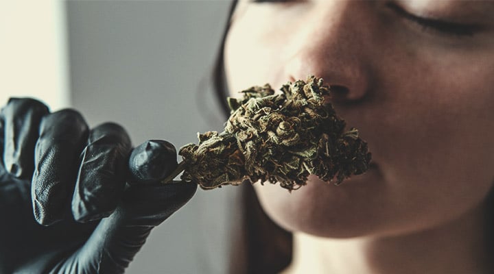 What To Look For When Tasting Weed: Physical Appearance What To Look For When Tasting Weed: Physical Appearance