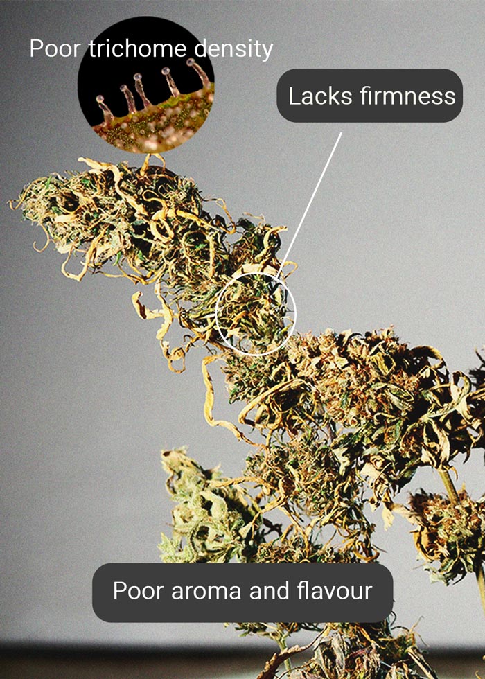 What Is Reggie Weed and Should You Smoke It? What Is Reggie Weed and Should You Smoke It?