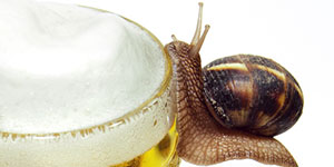 Cannabis beer snail eating trap