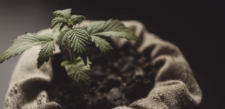 Soil Soil