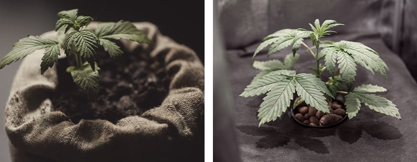 How to Apply an Enzyme Solution to Cannabis Plants How to Apply an Enzyme Solution to Cannabis Plants