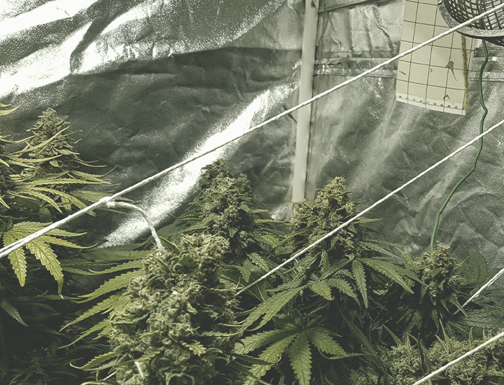 Growing Cannabis Indoors Growing Cannabis Indoors