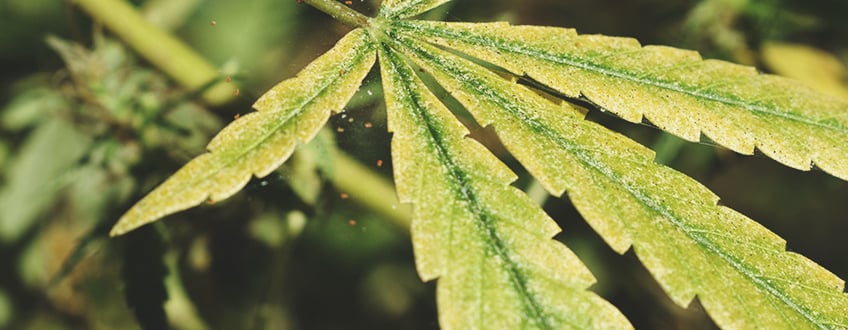 Spider Mites