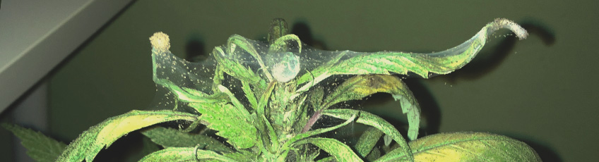 ENFERMEDADES DEL CANNABIS ENFERMEDADES DEL CANNABIS