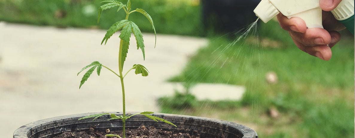 Why Use KNF in Each Phase of the Cannabis Life Cycle? Why Use KNF in Each Phase of the Cannabis Life Cycle?