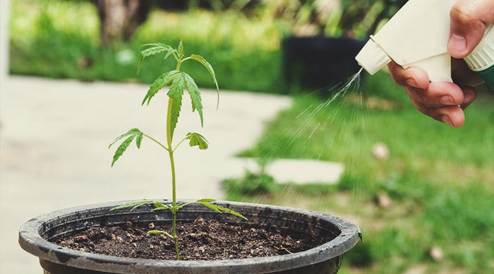Why Use KNF in Each Phase of the Cannabis Life Cycle? Why Use KNF in Each Phase of the Cannabis Life Cycle?