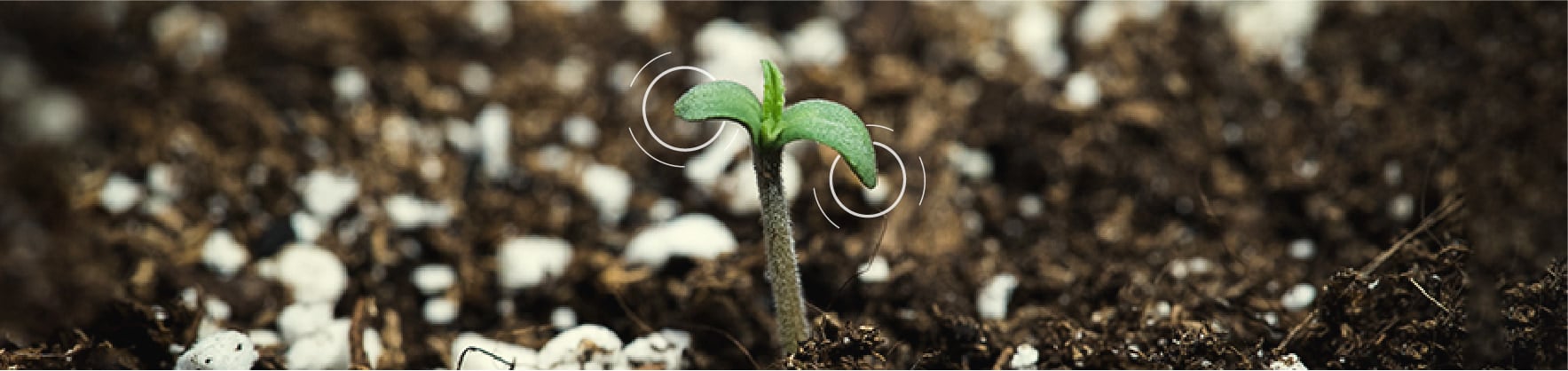 Upside-down Seeds