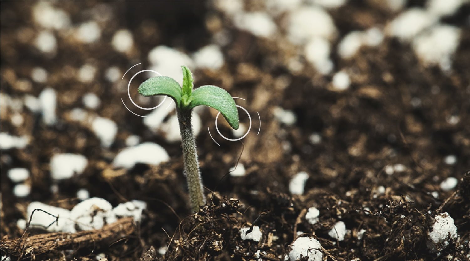 Upside-down Seeds