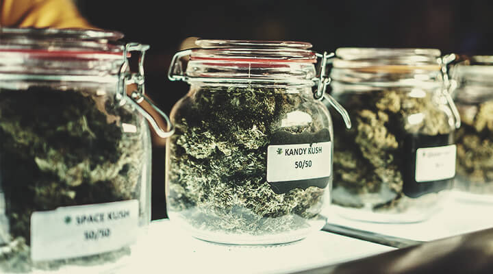 Current Cannabis Classification: A “Strain” on the Industry? Current Cannabis Classification: A “Strain” on the Industry?