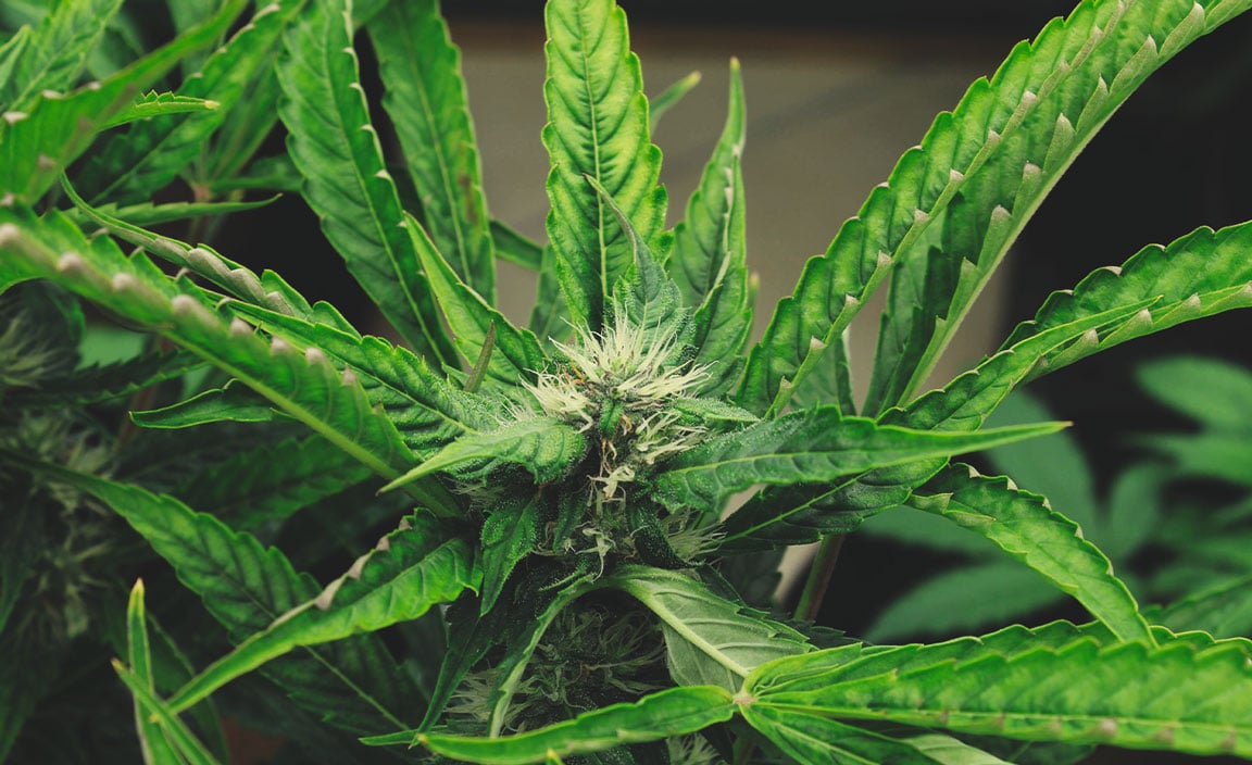 How To Protect Your Cannabis Plants From Heat Stress How To Protect Your Cannabis Plants From Heat Stress
