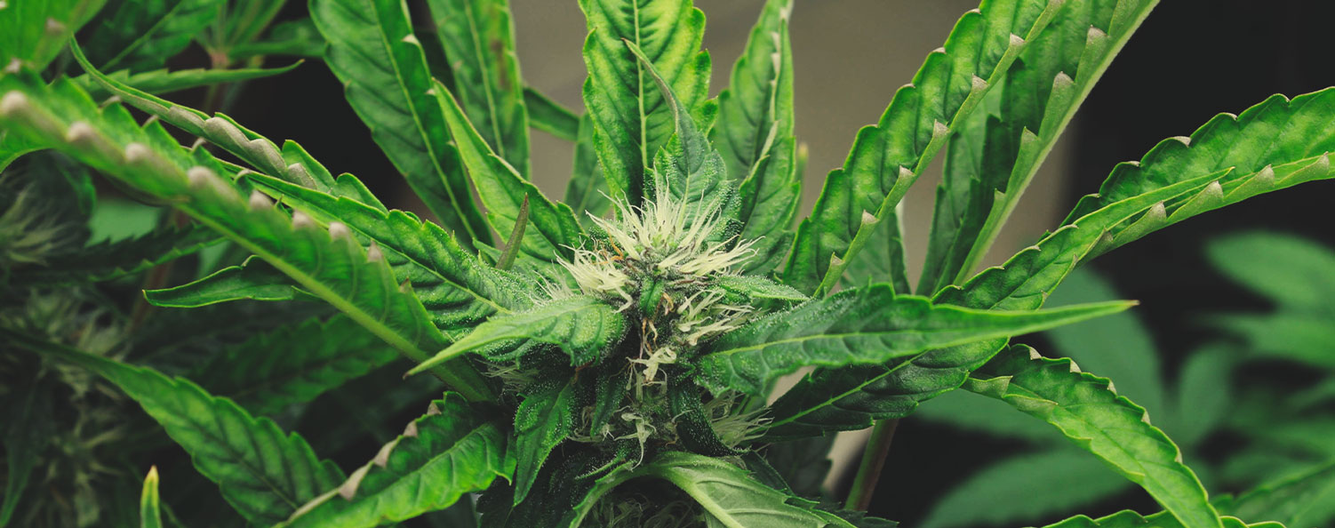 How To Protect Your Cannabis Plants From Heat Stress How To Protect Your Cannabis Plants From Heat Stress