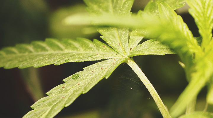 Plant Stress Stimulates Cannabinoid and Terpene Production