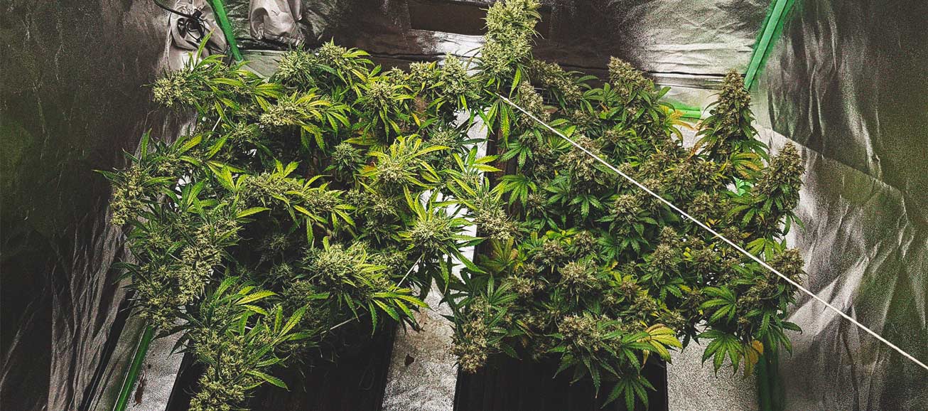 Best Ways To Support Large Cannabis Buds Indoors and Outdoors