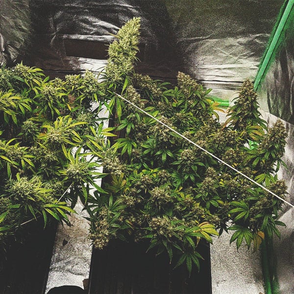 Best Ways To Support Large Cannabis Buds Indoors and Outdoors