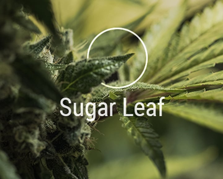 Sugar Leaves Sugar Leaves